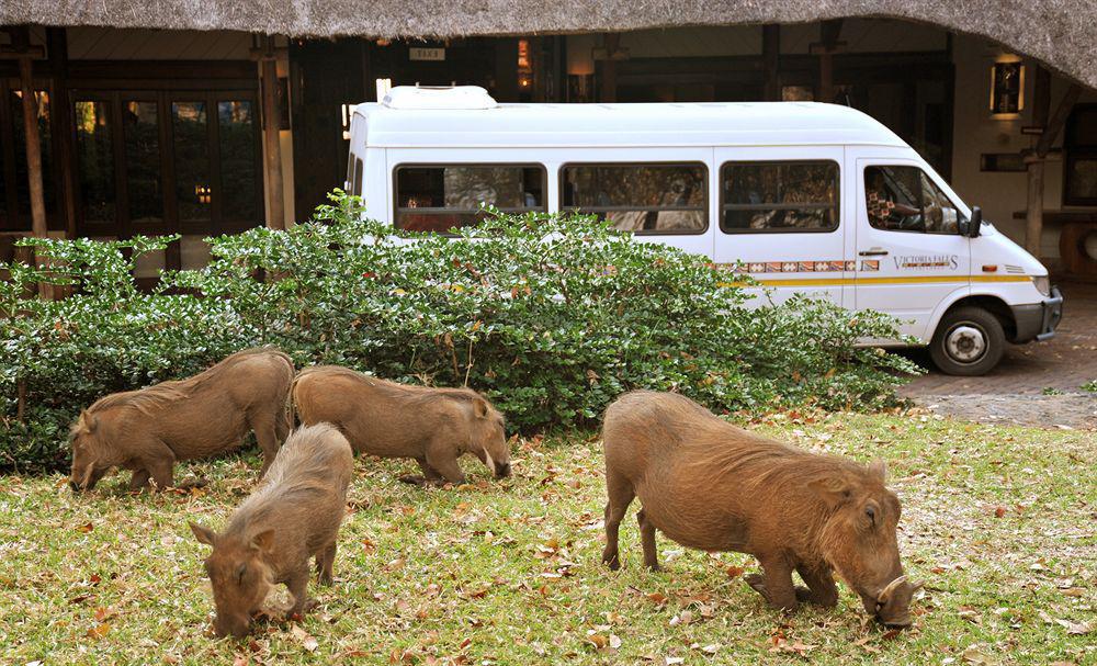 Safari Hotel
